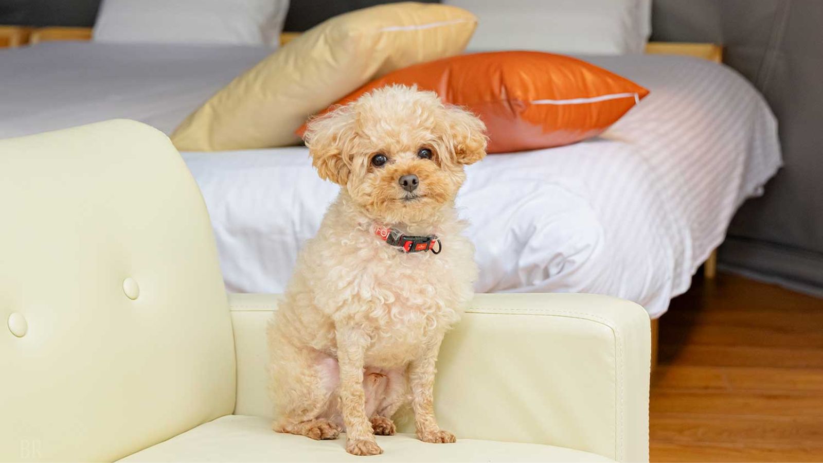 ペット同伴スタンダードビュー【5ｍ】