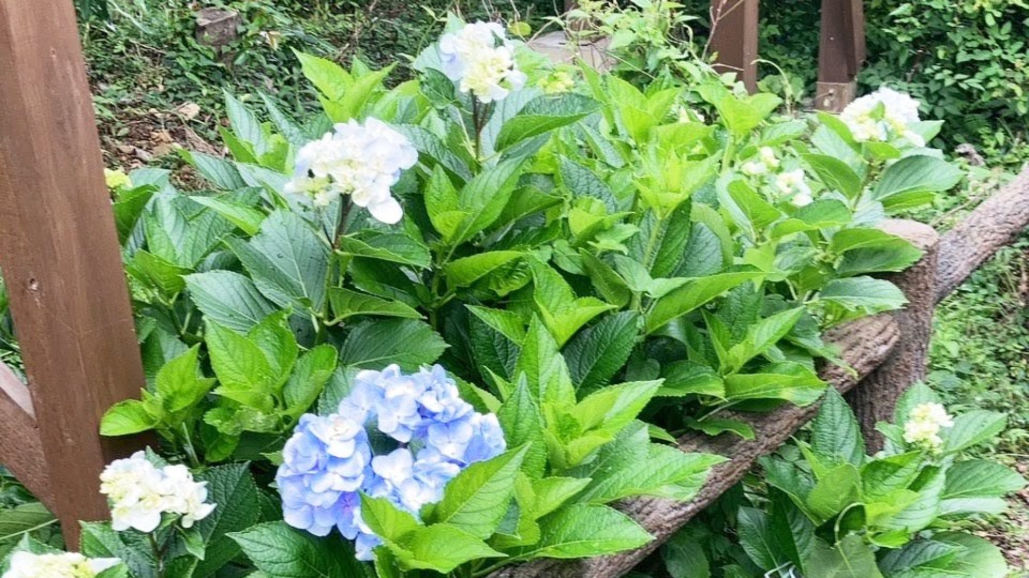 ・【周辺】梅雨が近づくと鮮やかな紫陽花が花を咲かせます