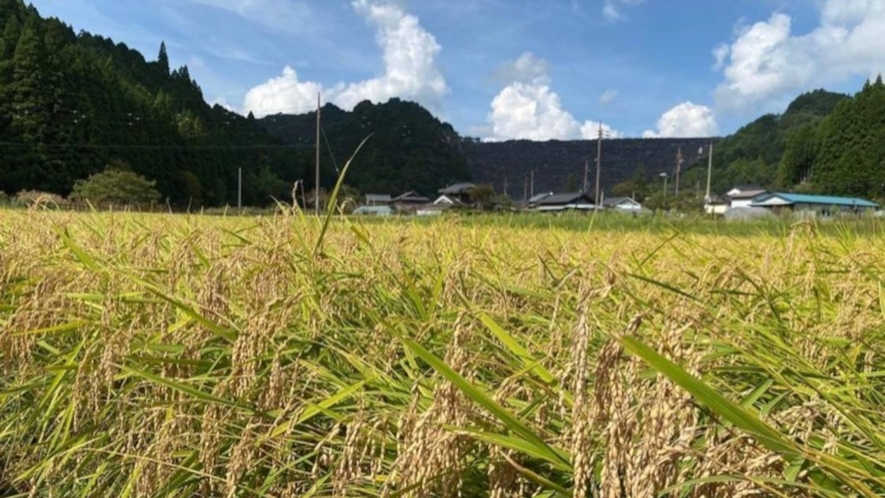 ・黄金に輝く田んぼと空のコントラストが美しい朝来市の風景