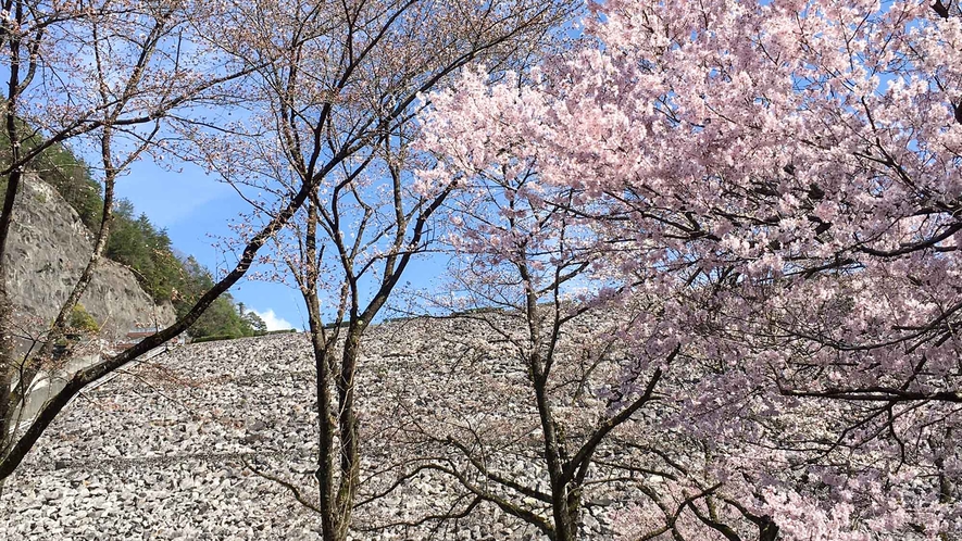 ・【季節の風景】春うらら。淡いピンク色をした桜を是非ご堪能ください