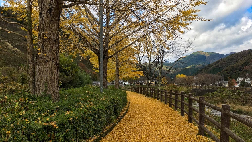 ・【季節の風景】イチョウが織りなす鮮やかな黄色の絨毯を踏みしめて。