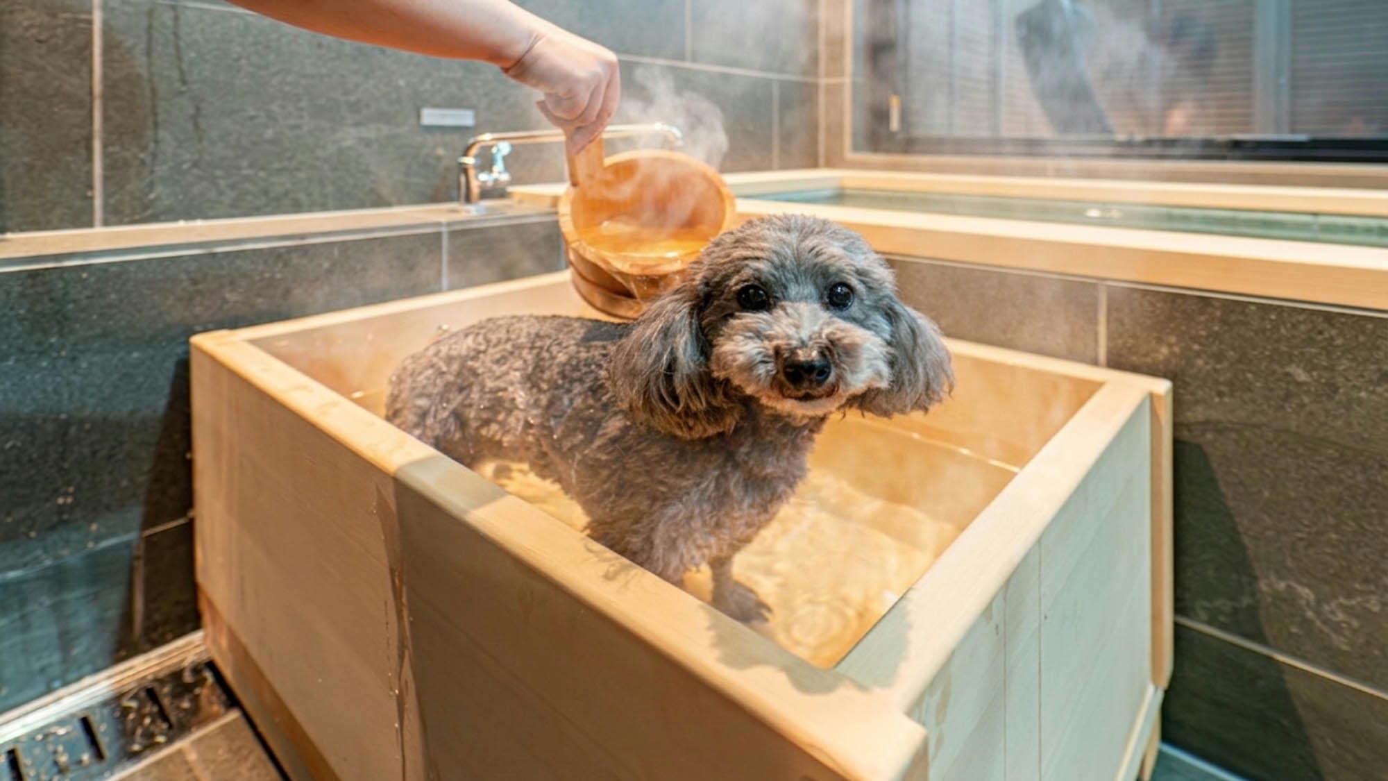 貸別荘フィーカ_愛犬用温泉
