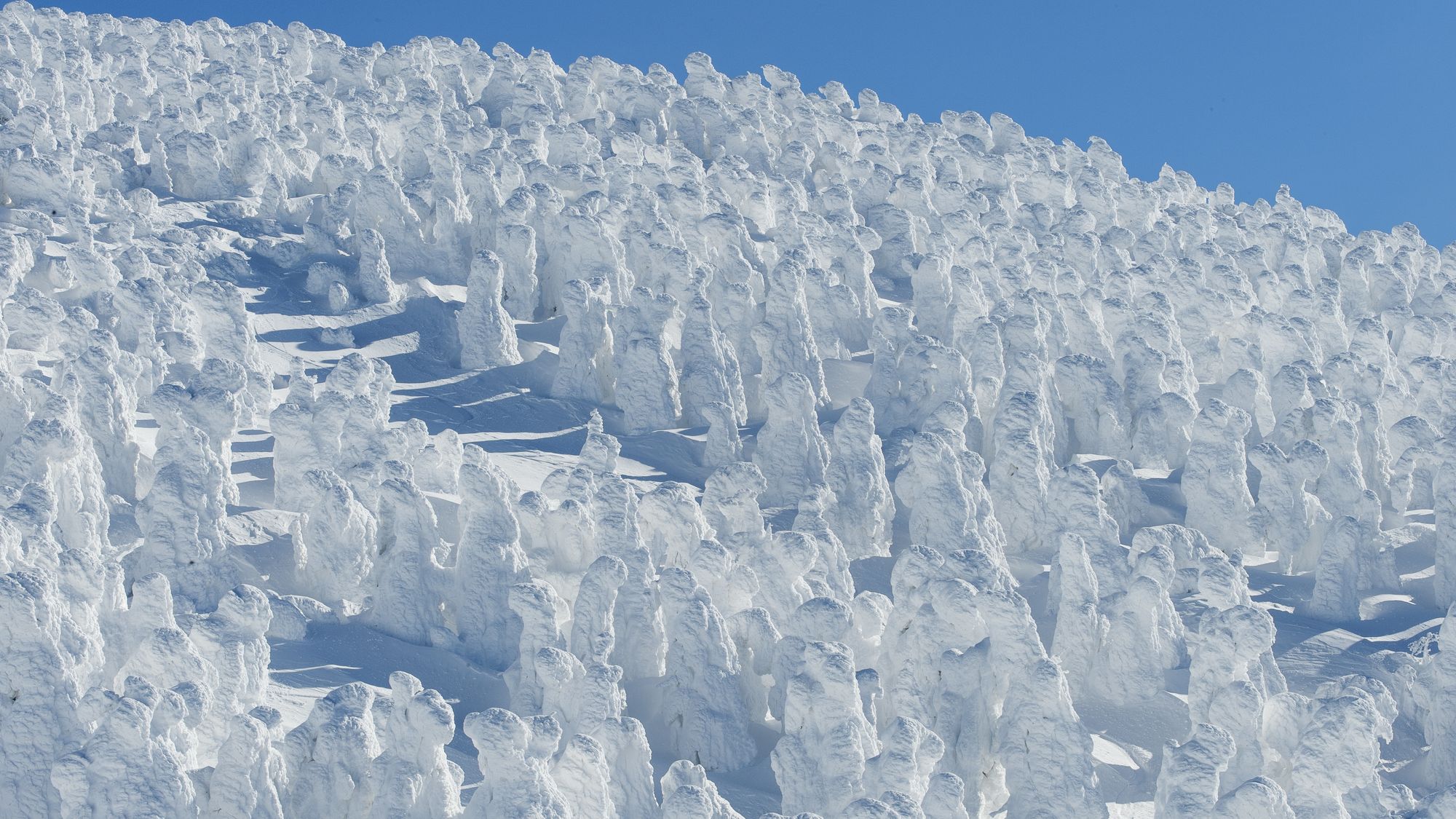 【周辺観光】蔵王の樹氷