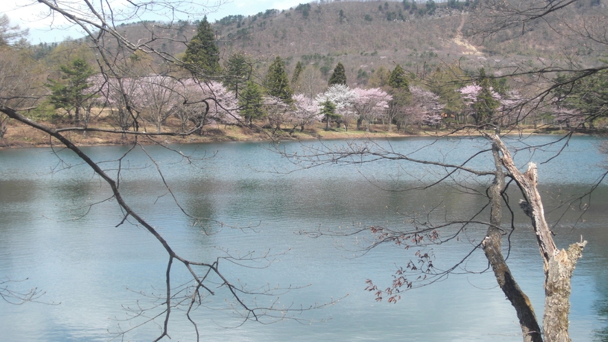 対岸に山桜を望む季の里に隣接の鴫野谷地沼