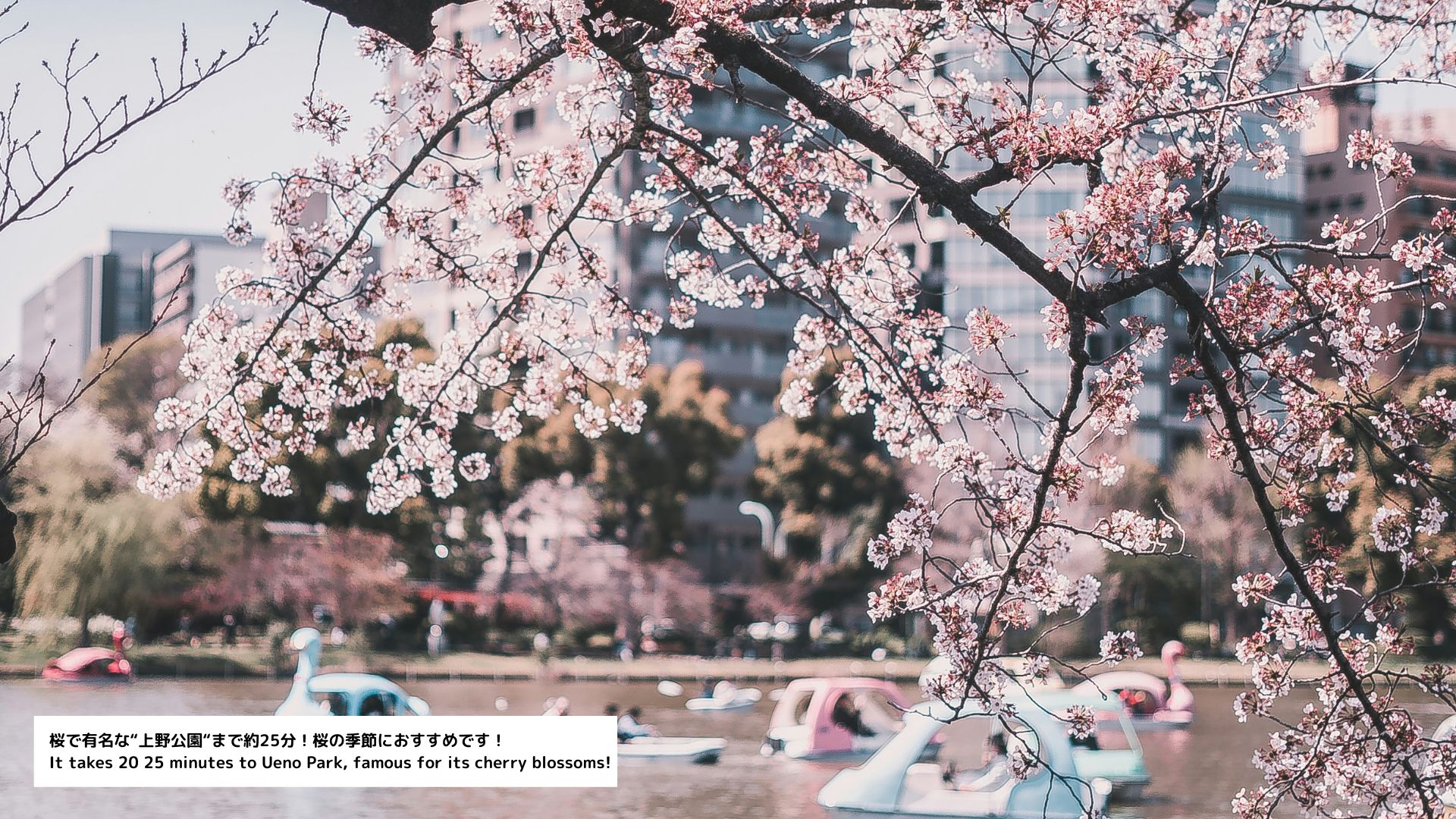 周辺の観光スポット