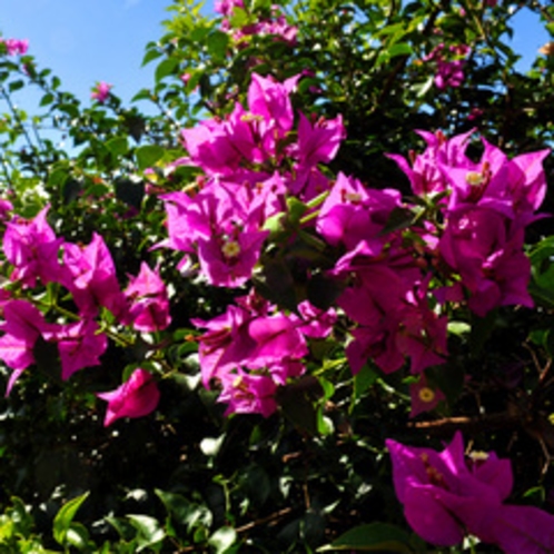 ◇ピンク色の花「ブーゲンビリア」