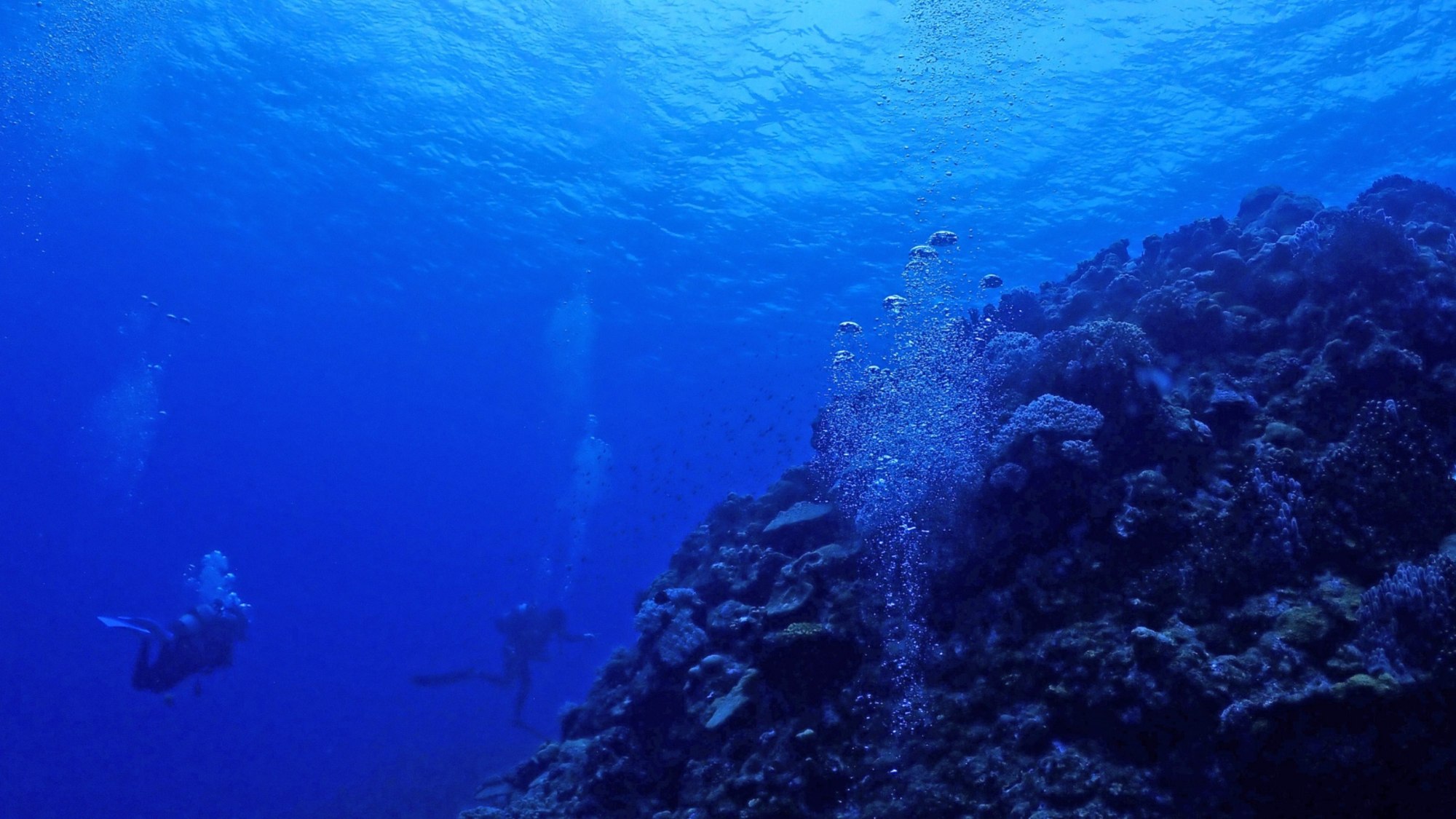 石垣島はダイビングが人気、美しい海中世界。