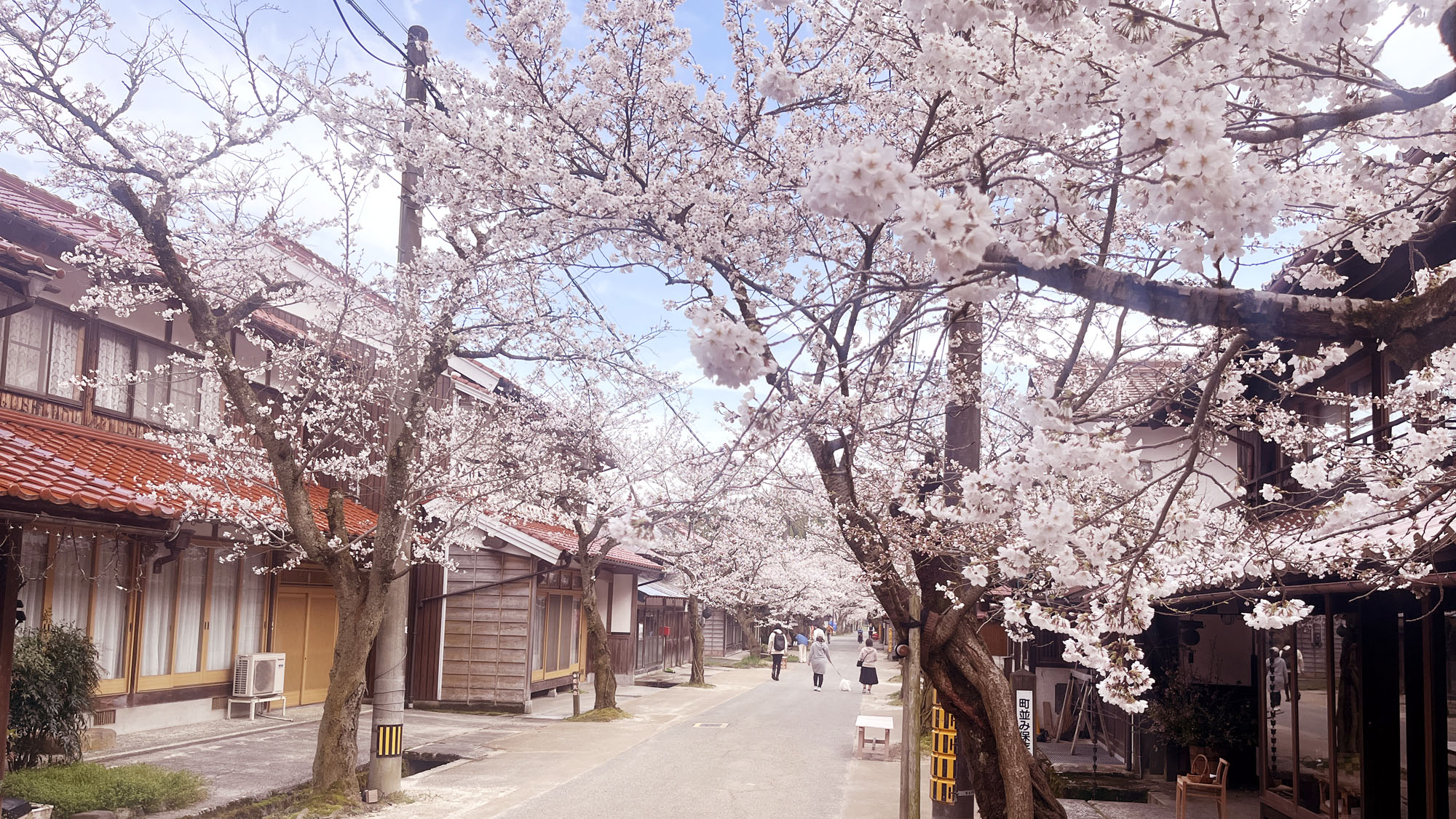 【周辺観光】真庭郡新庄村のがいせん桜までは車で約16分！3月末から4月初旬頃は毎年賑わいます。