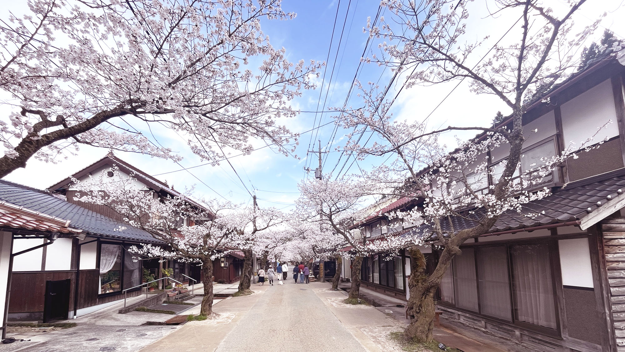 新庄村のがいせん桜