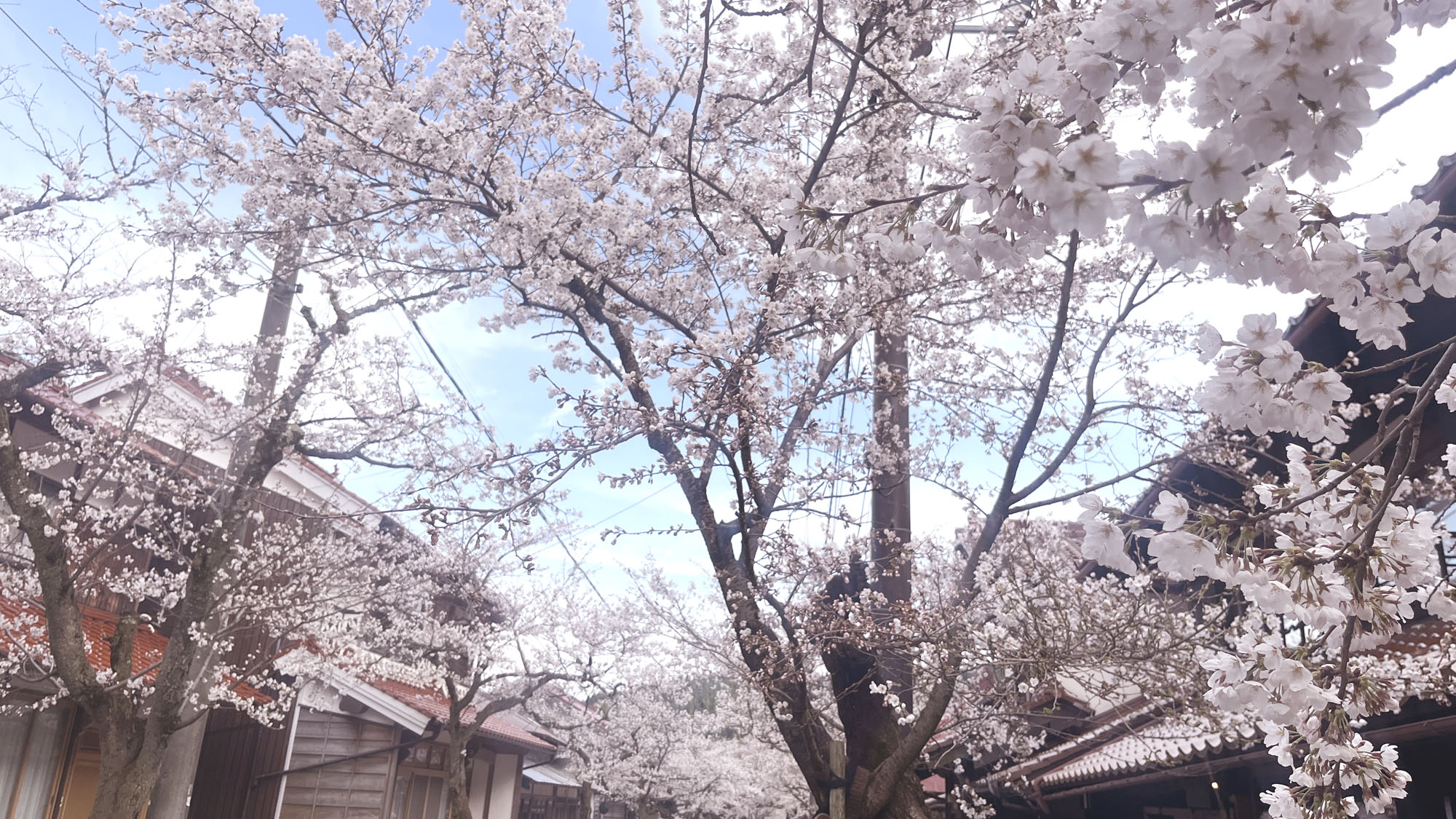 新庄村のがいせん桜