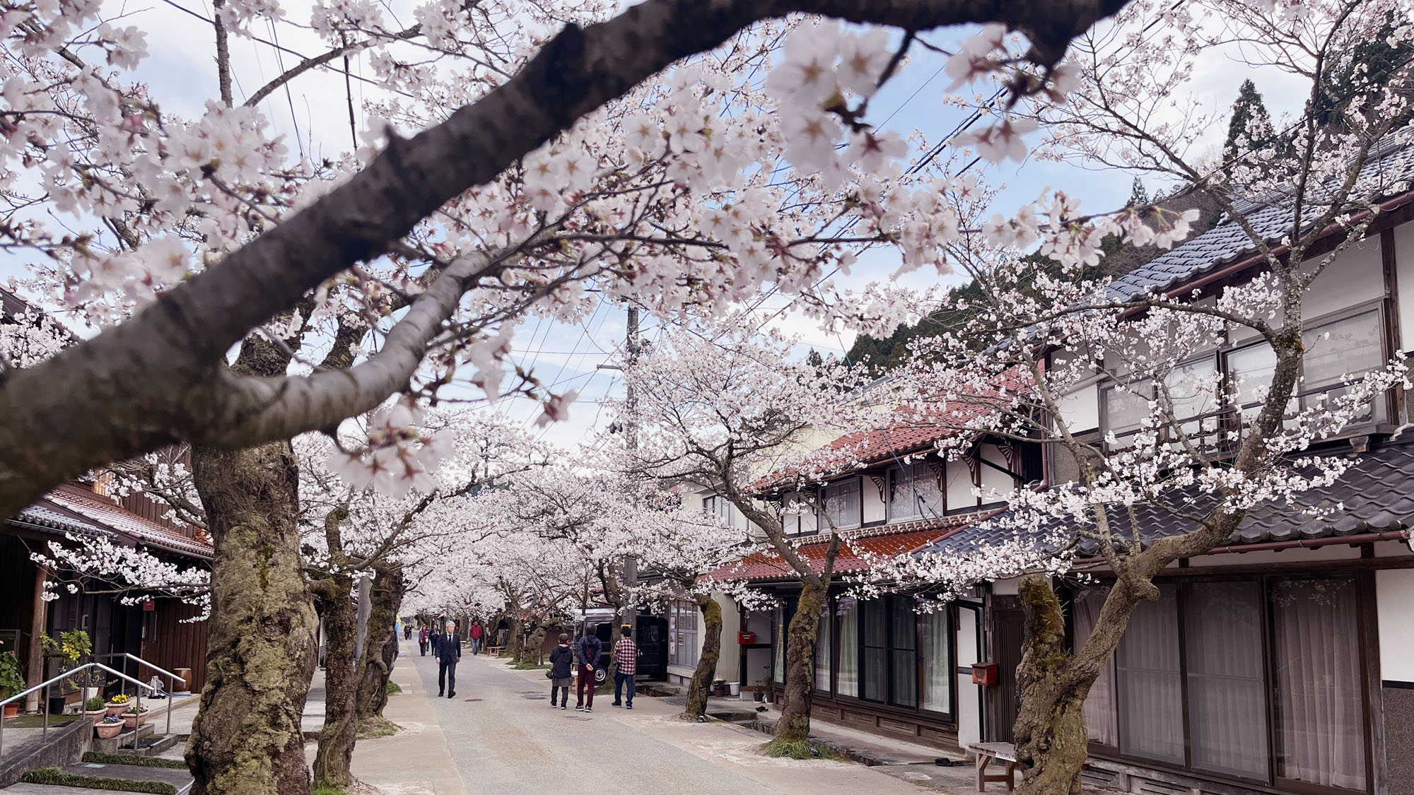 新庄村のがいせん桜