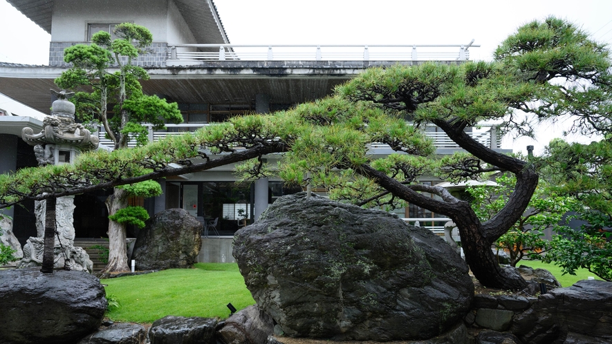 樹齢100年の黒松