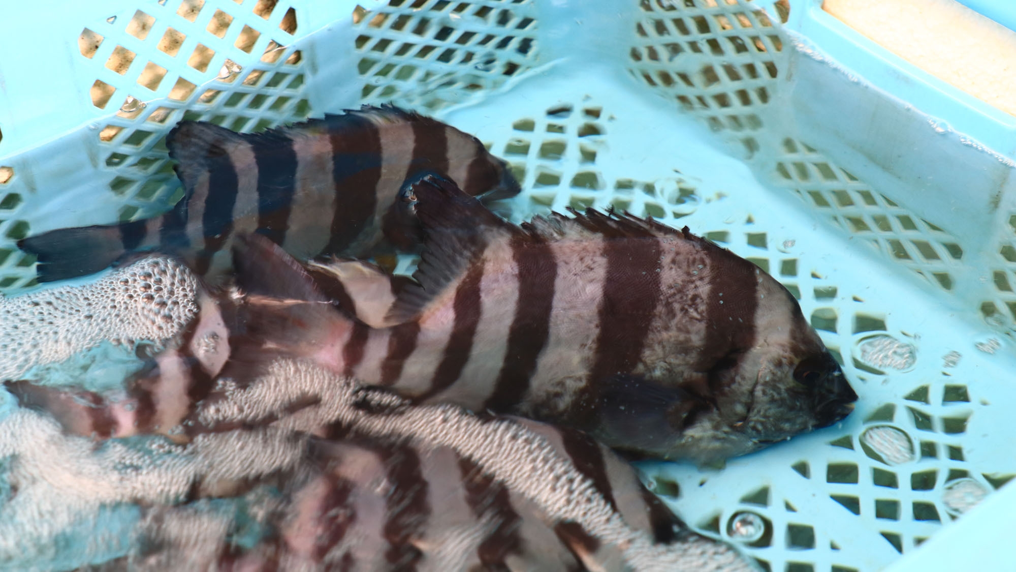 【2食付】旬魚を気軽に楽しむ♪お造り＆季節の魚料理を味わう旬魚コース