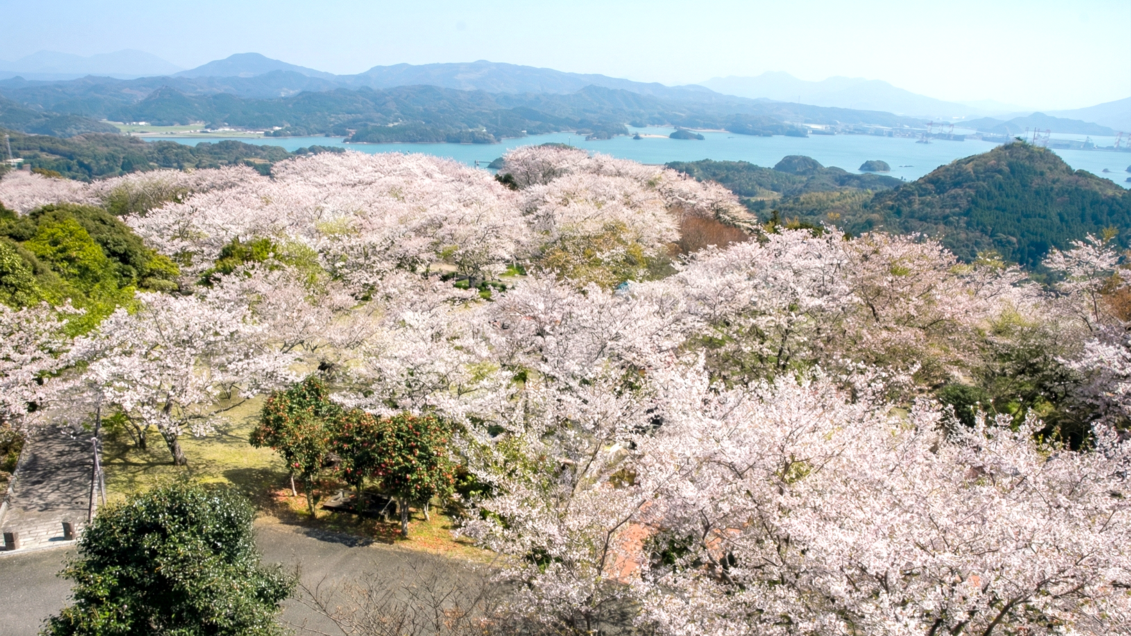 【観光情報】大山公園・大山展望台の桜（当施設からお車で約10分）