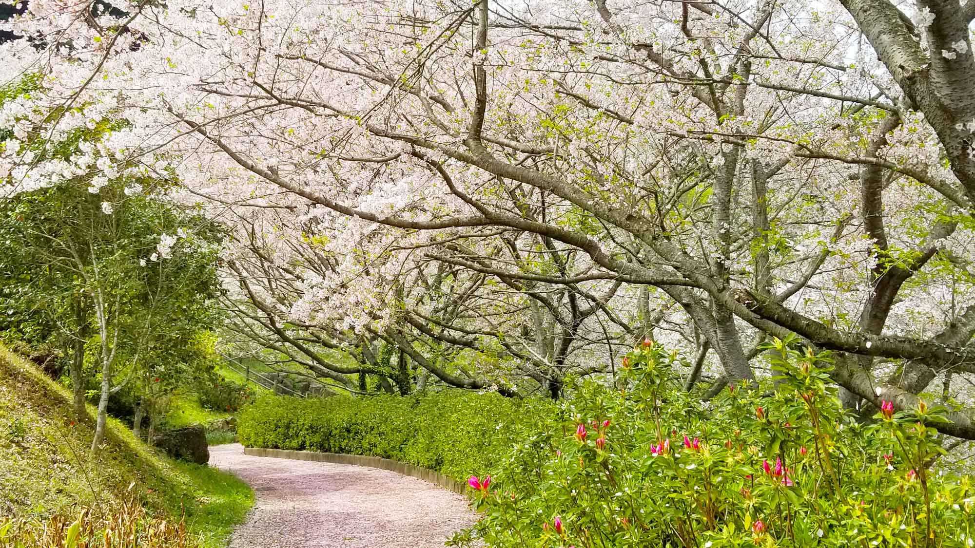 【観光情報】蛙鼻（かわずばな）公園の桜（当施設からお車で約5分）