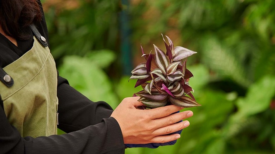 ホテルアクティビティー植物ポッチング