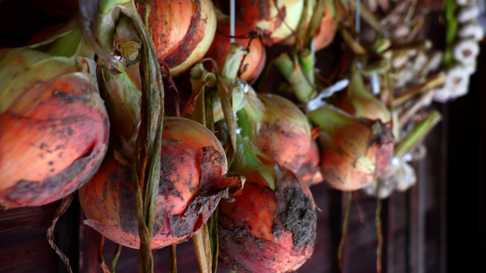 【自家製栽培野菜】当館手作りの季節の野菜