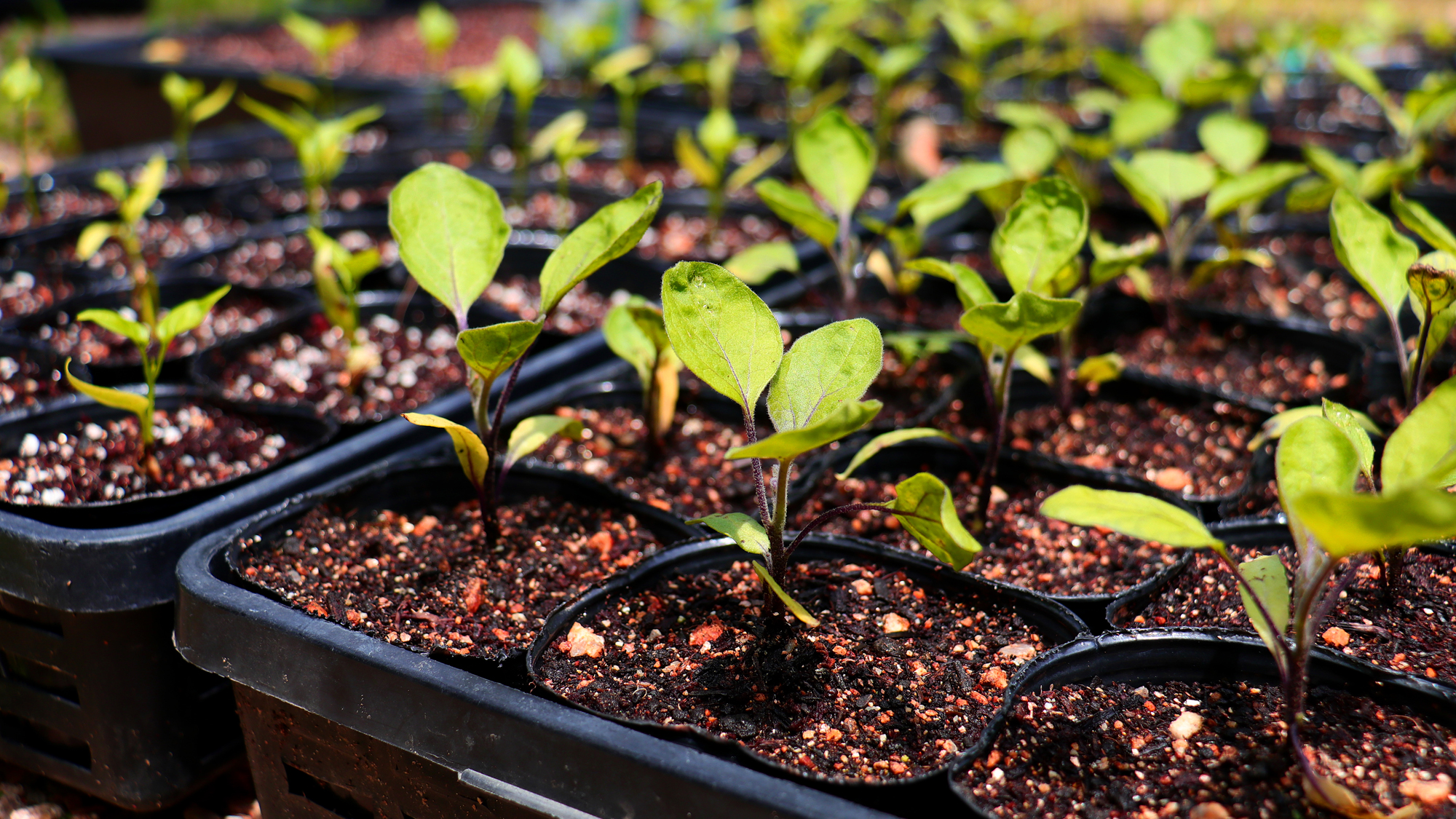 【自家製栽培野菜】季節ごとに新しい野菜の苗
