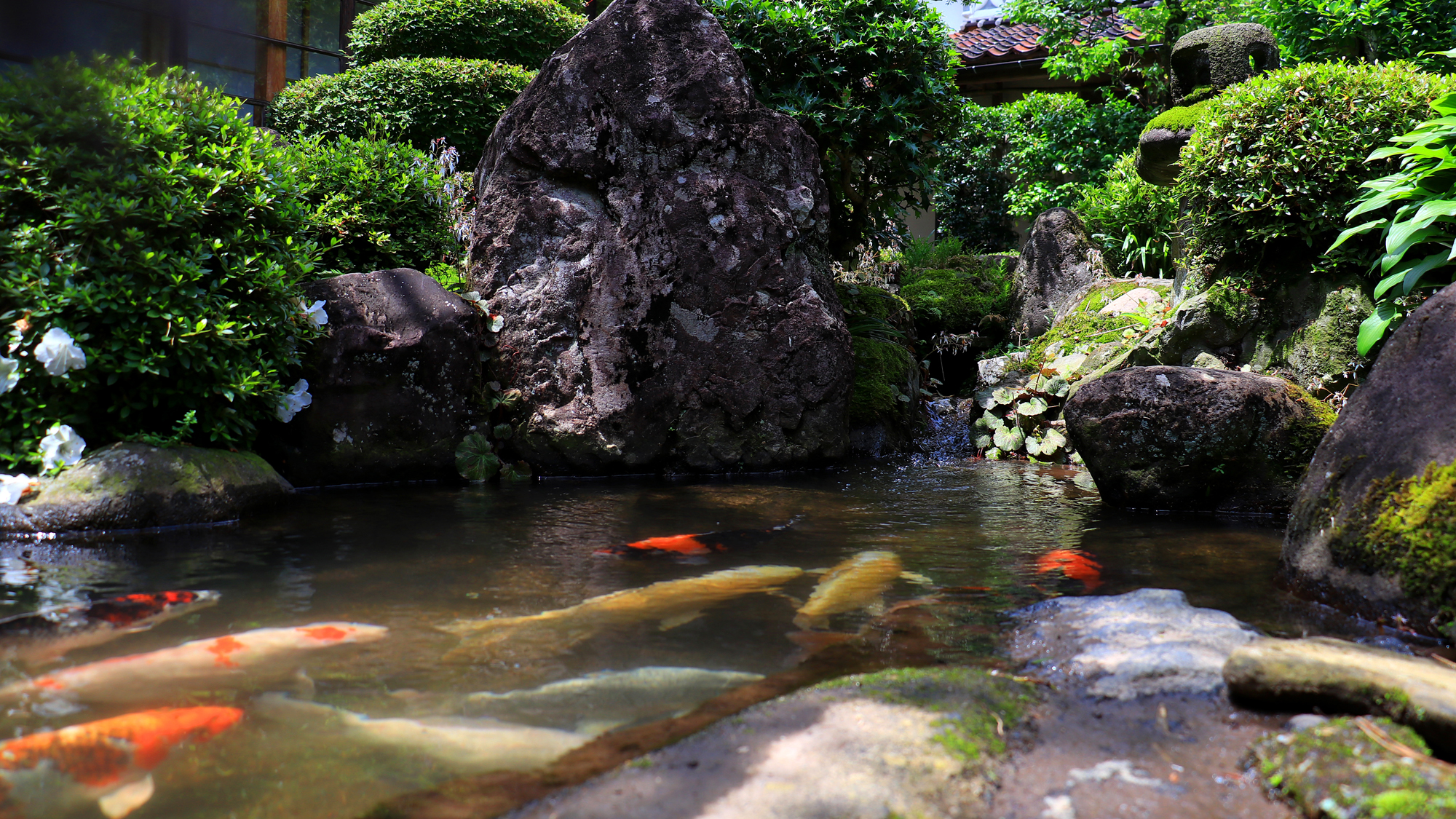 【日本庭園】池を優雅に泳ぐ鯉たち
