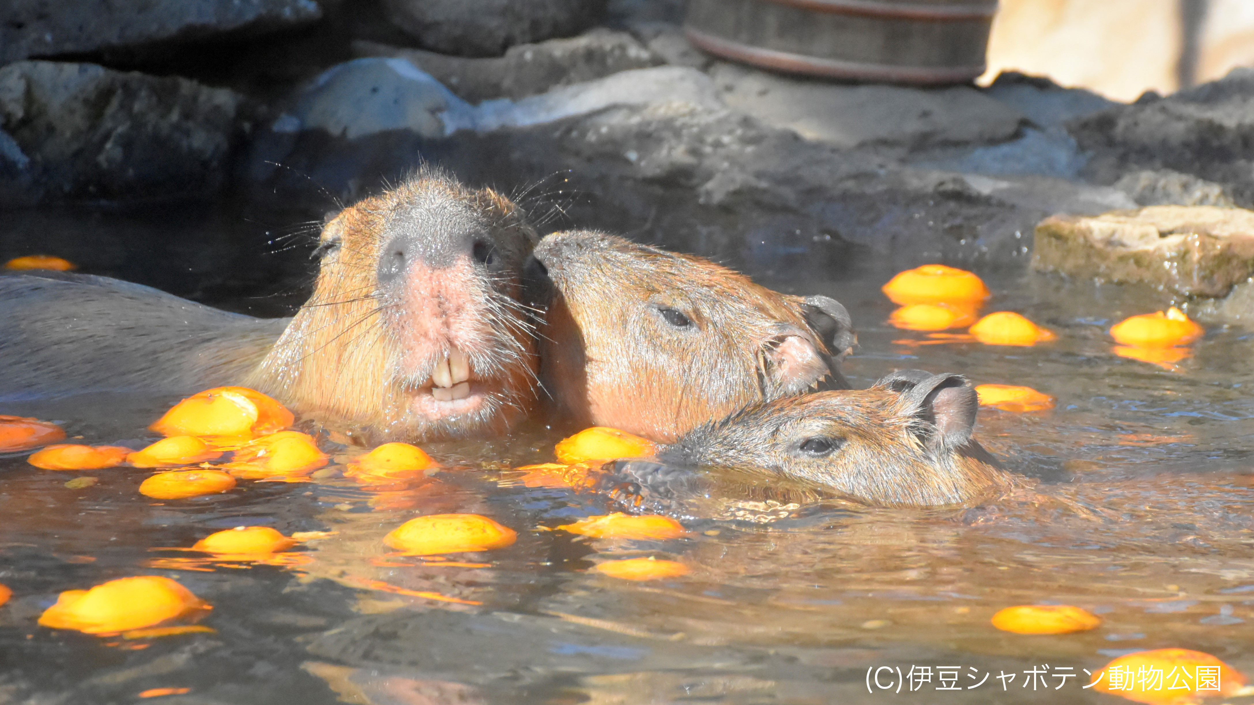 伊豆シャボテン動物公園