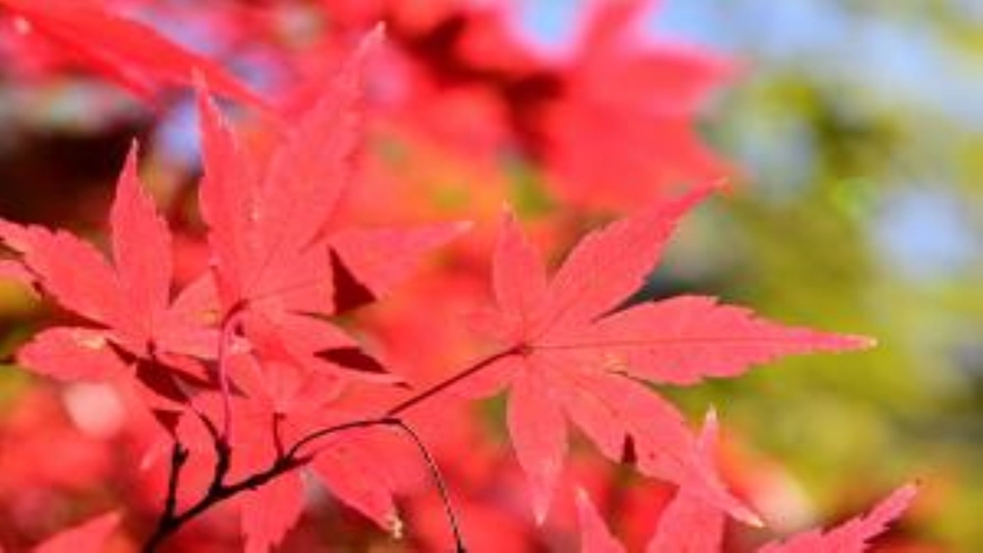 【飯山白山森林公園】　春には桜、初夏には新緑、秋には紅葉など、四季折々の風景が楽しめます♪