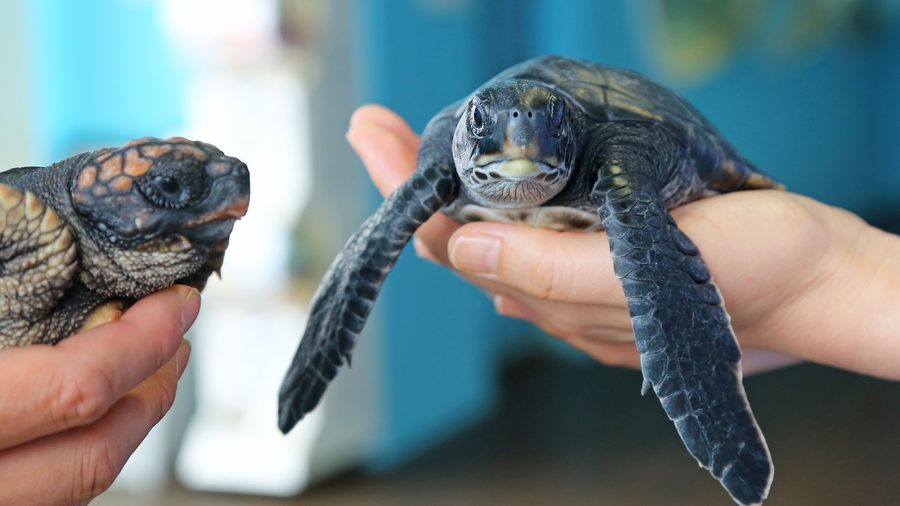 【串本海中公園】当館から車で約6分