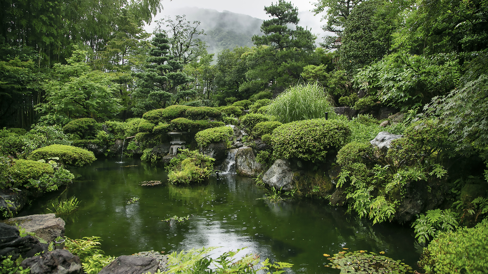 お庭では、小鳥やホタルなど、様々な生き物にも出会えます。