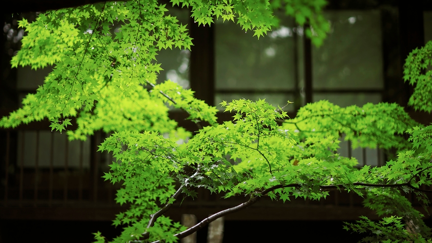 風薫る夏、山眠る冬。季節にあわせ、異なる魅力を見付けてみてください。