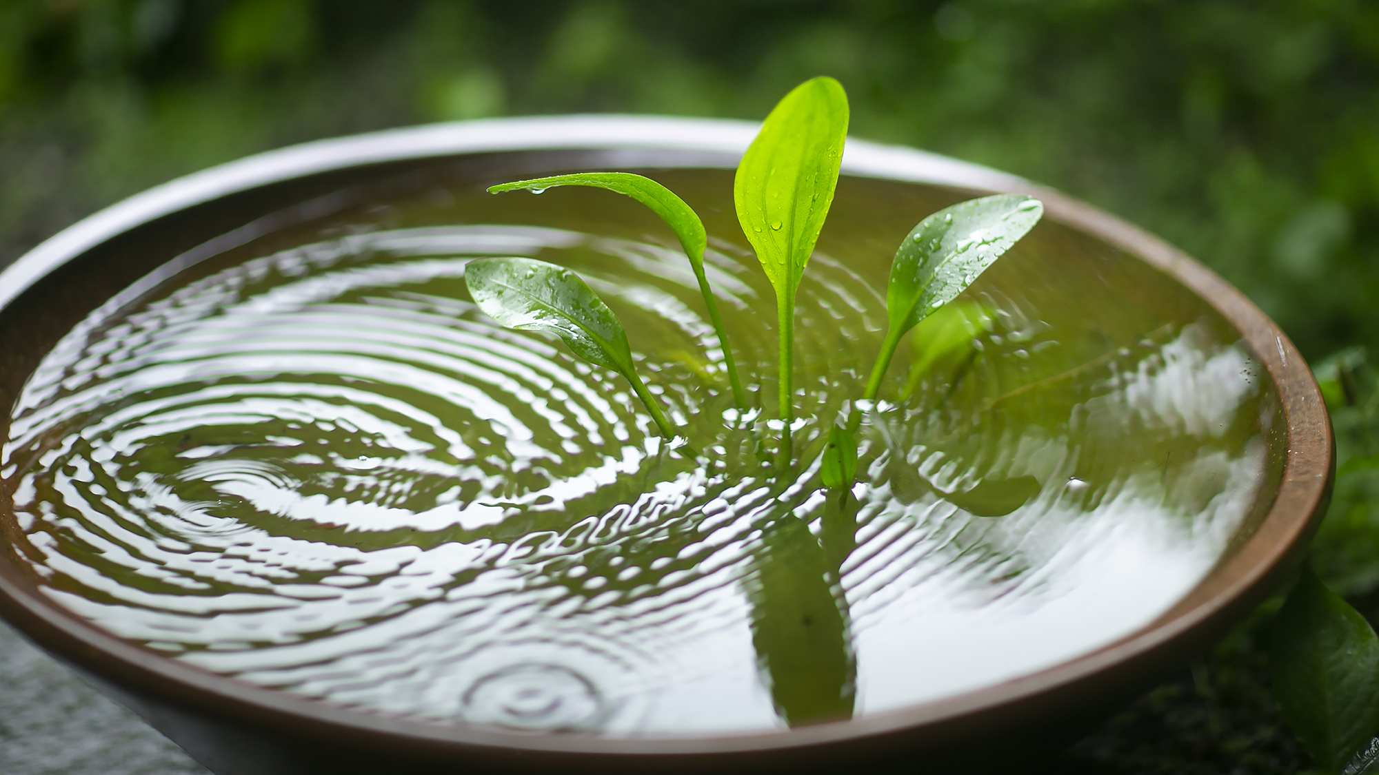 「雨の日の旅」も。ひと味違う粋な時間です。