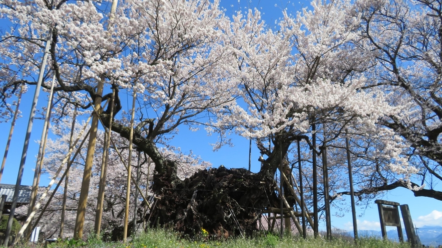 【周辺観光】山高神代桜