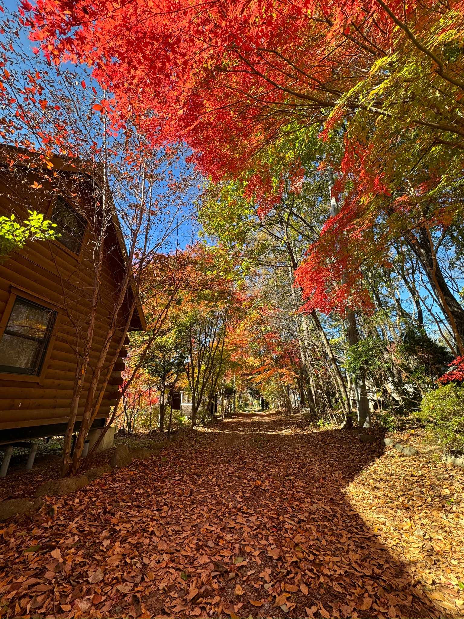 大井ヶ森の小道（紅葉）