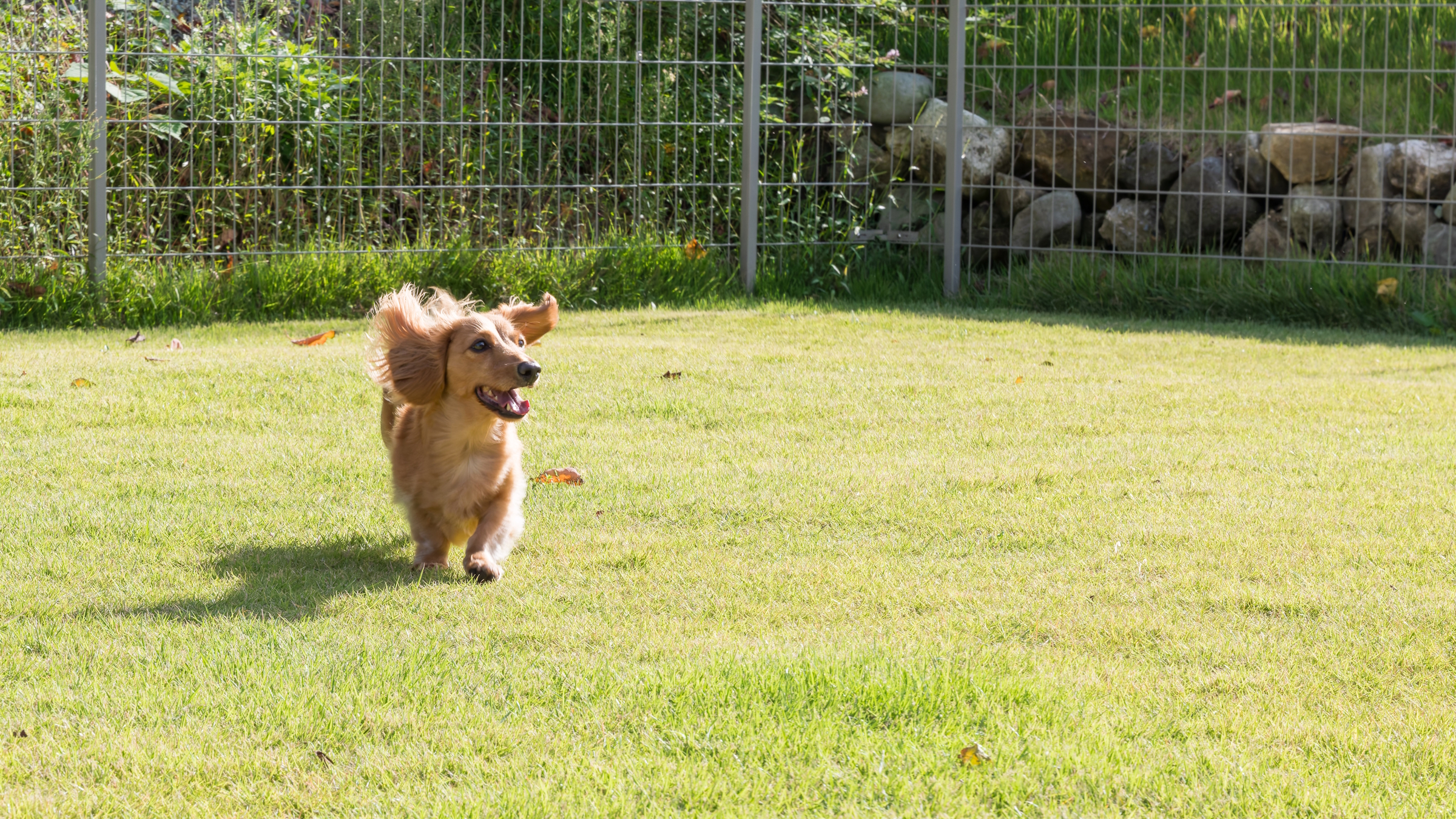 専用ドッグラン