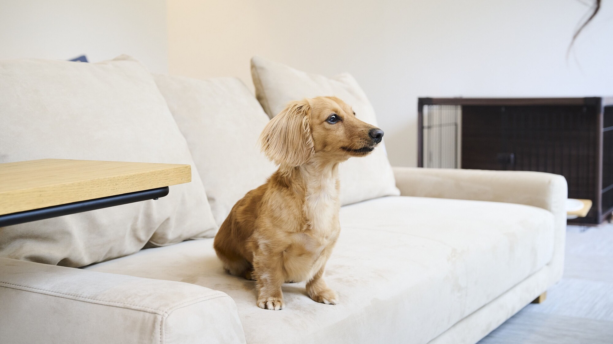 愛犬とのご滞在イメージ