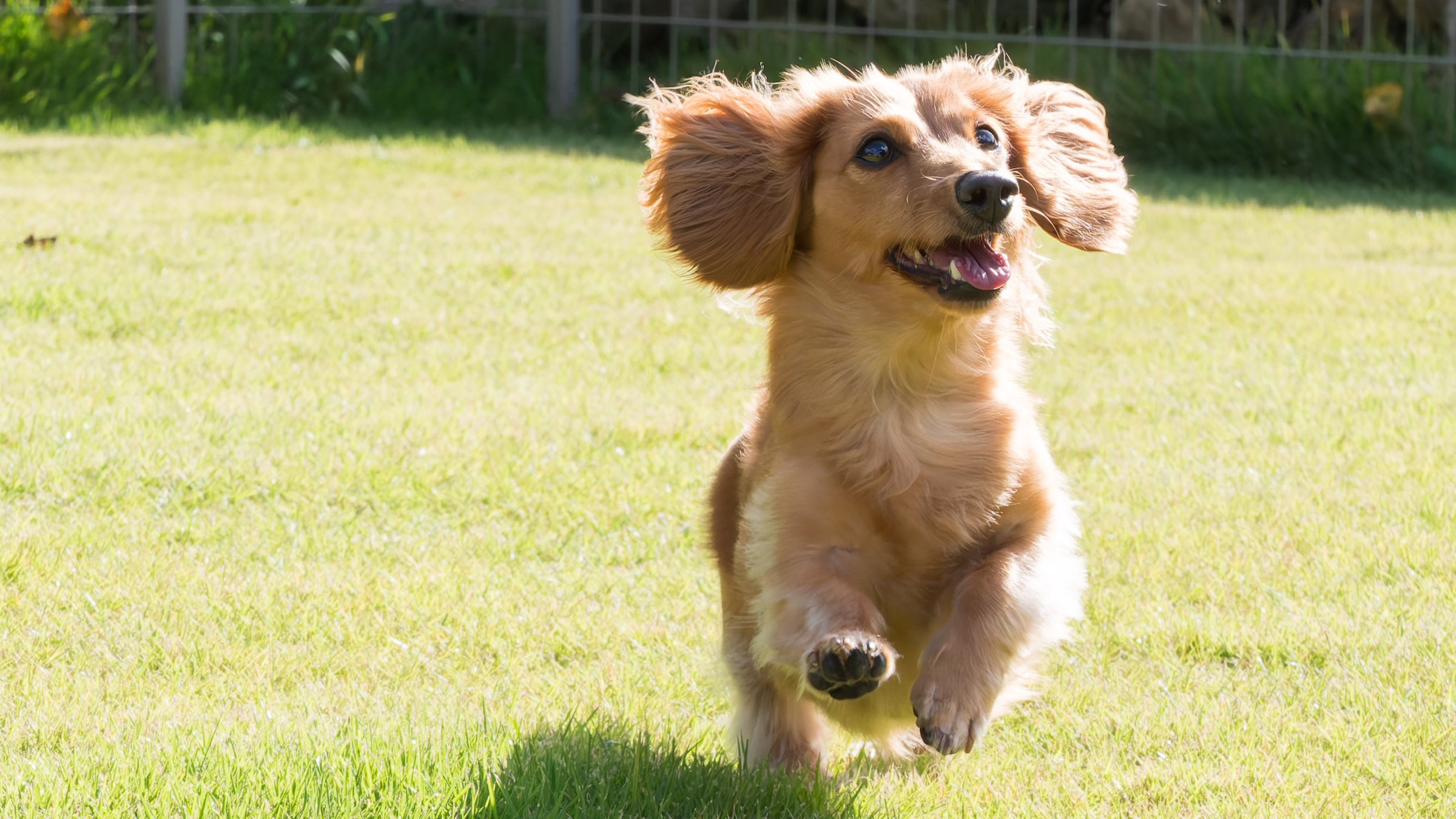 専用ドッグラン