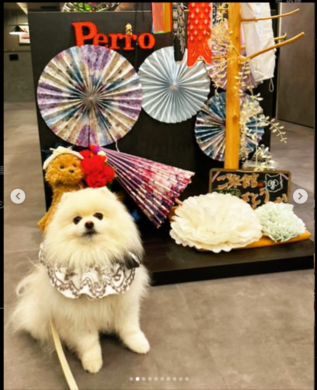 【2025年5月18日ご宿泊のお客さま】ぽん吉ちゃん