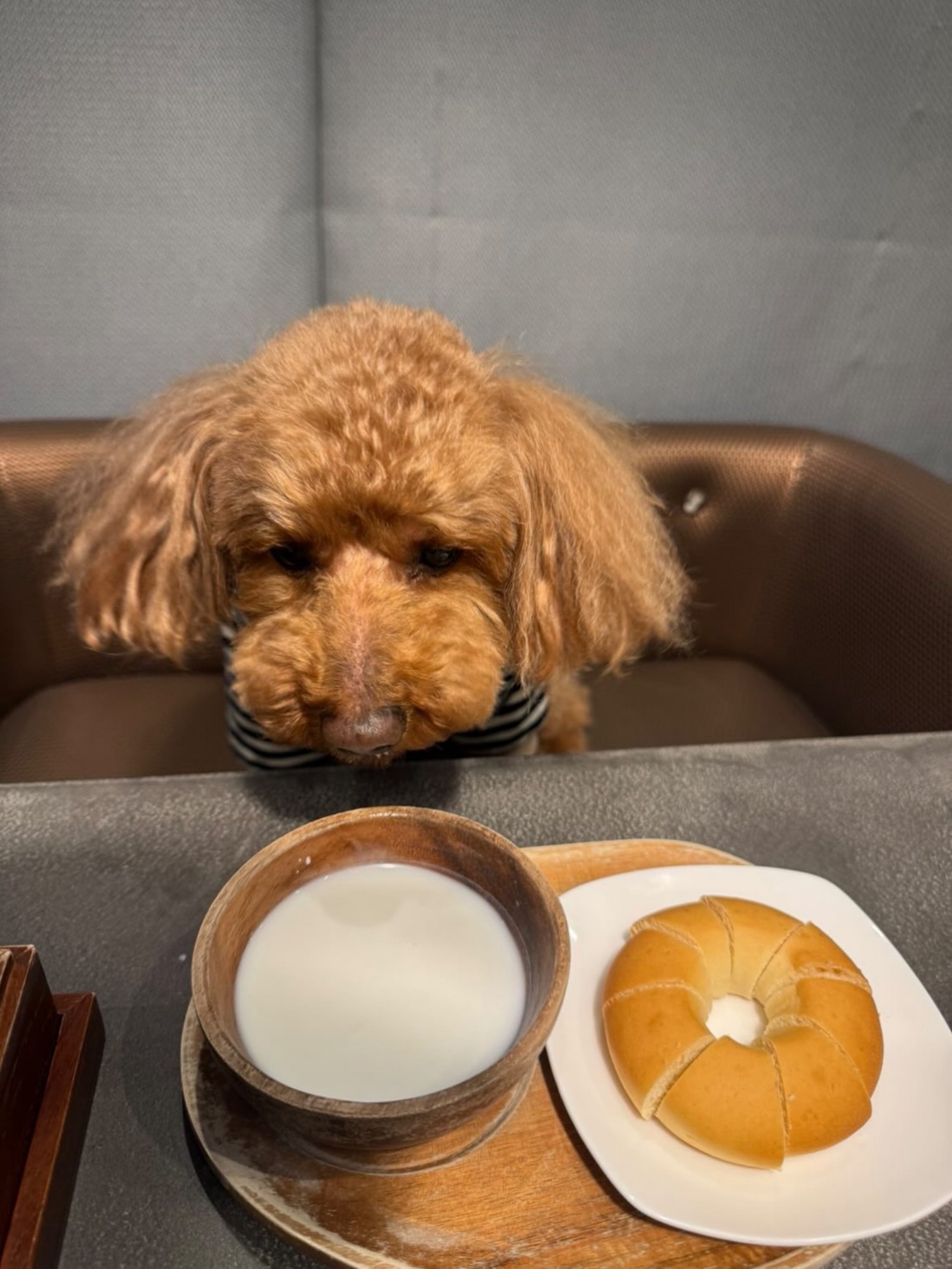 【ご宿泊のお客さま】Kai(カイ)ちゃん。ペロではわんちゃんと一緒に食事が可能です。