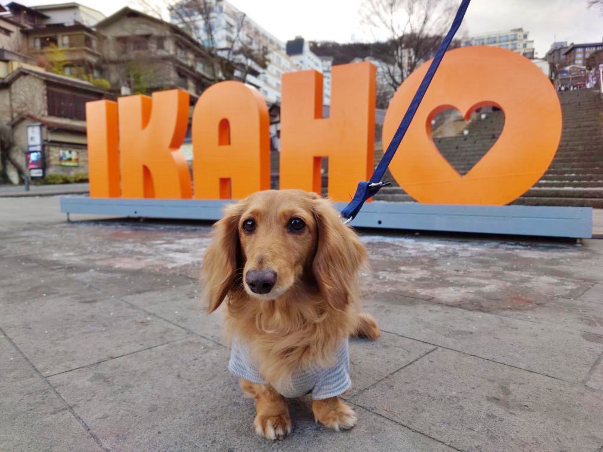 【ご宿泊のお客さま】豆治朗ちゃん。伊香保石段街にて