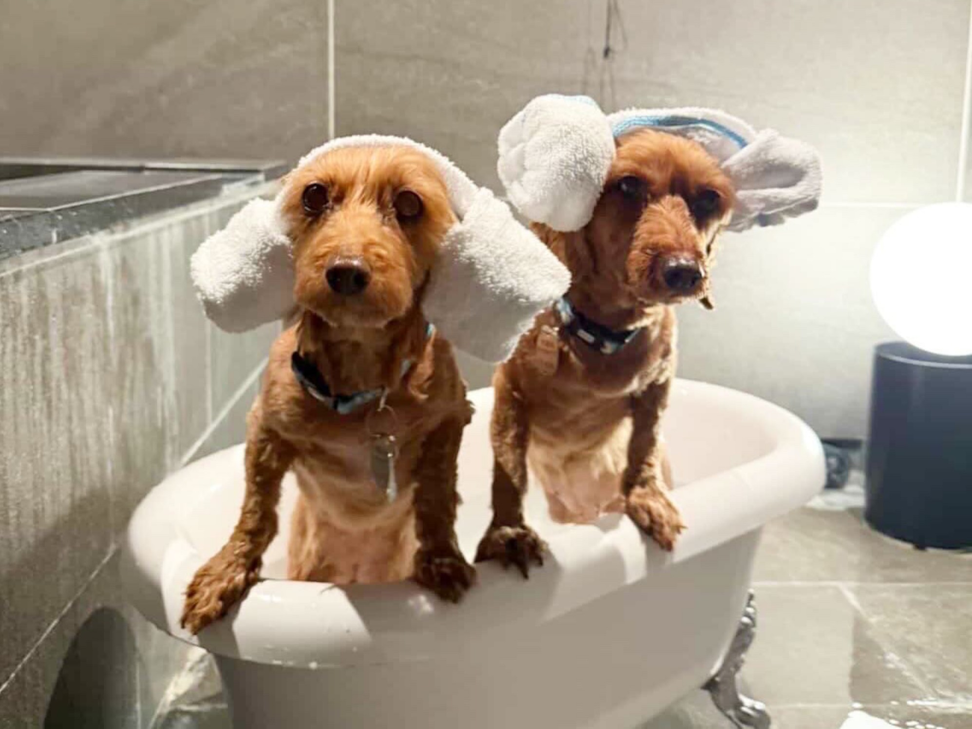 【ご宿泊のお客さま】わんちゃん温泉ではみんなおそろいで♪耳タオルかわいい