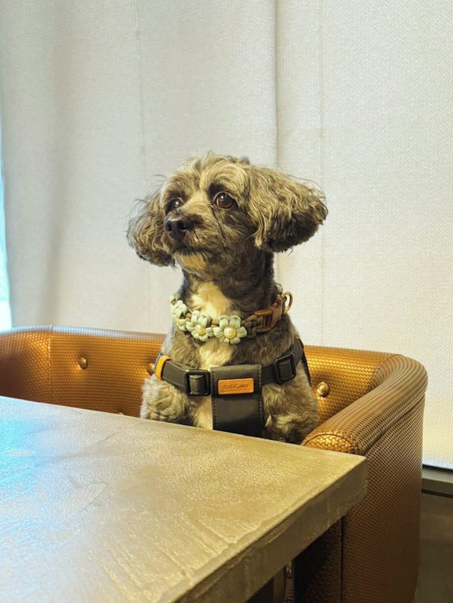 【ご宿泊のお客さま】ゆずちゃん。