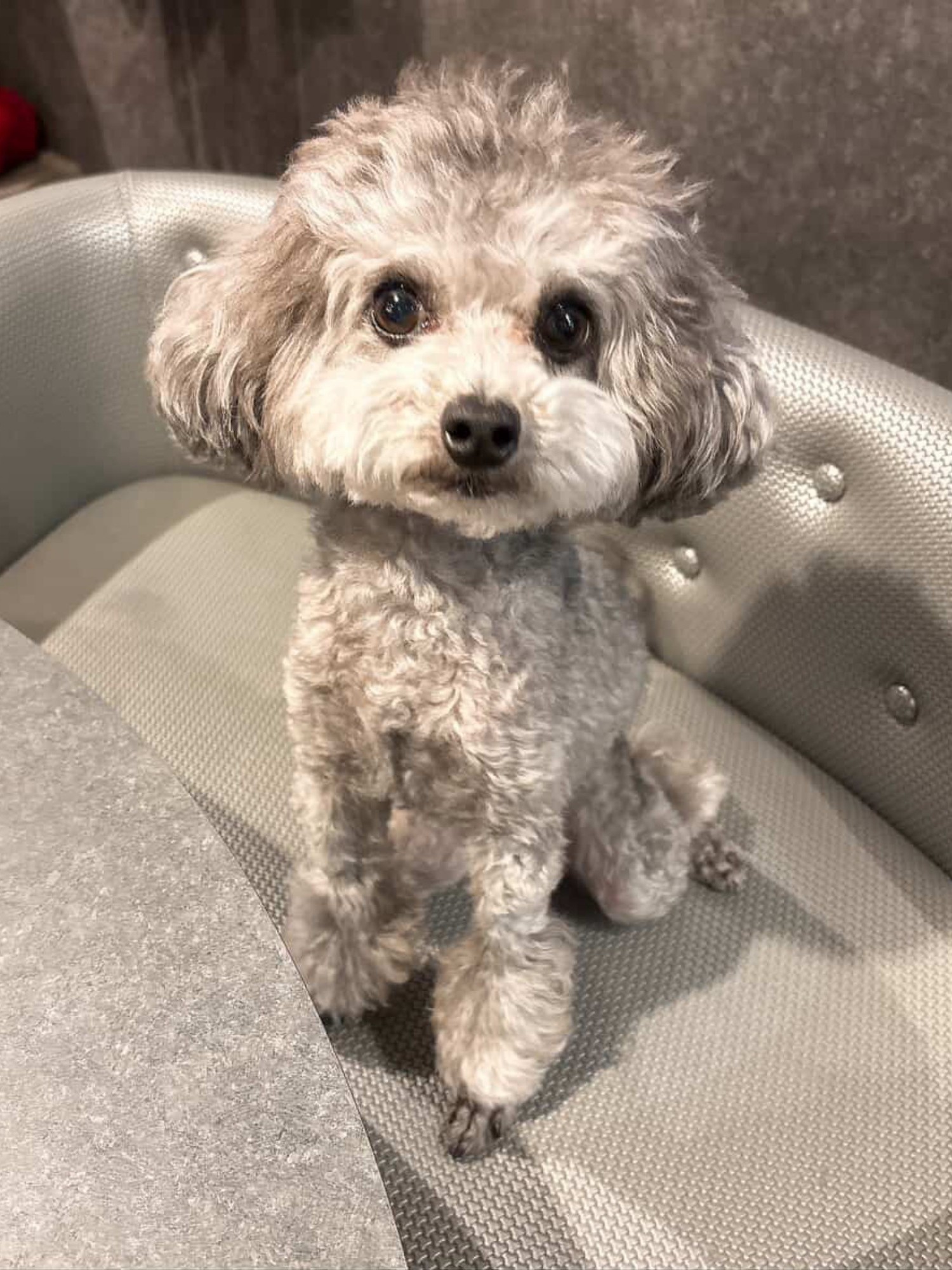 【ご宿泊のお客さま】ギンちゃん