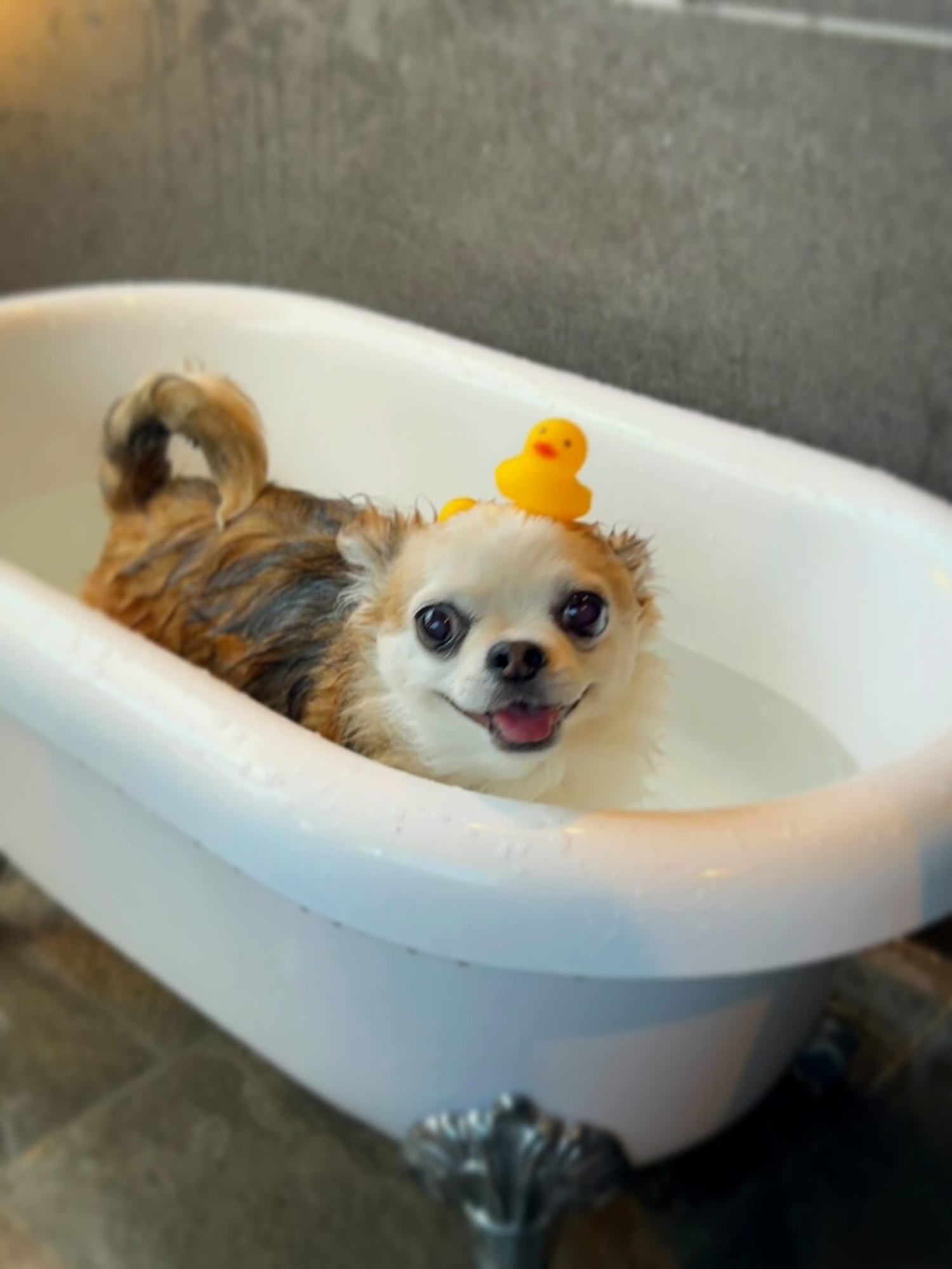 【ご宿泊のお客さま】モモちゃん