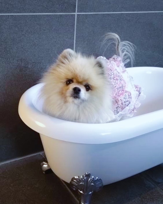 【2025年5月15日ご宿泊のお客さま】ポメラニアンのさちこちゃん