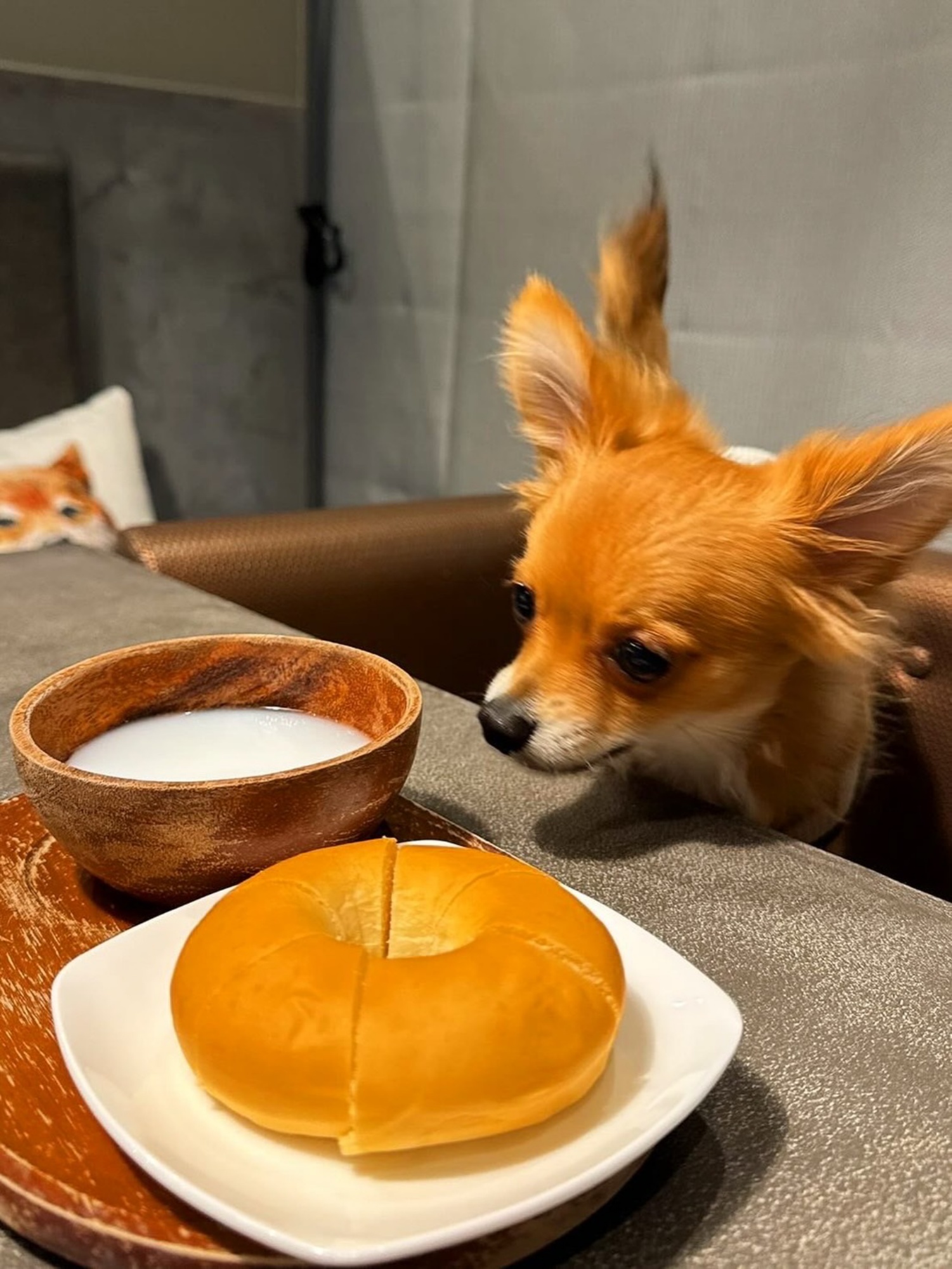 【ご宿泊のお客さま】ムギちゃん。ヤギミルクとヤギミルクパンは気に入ってくれたかな？