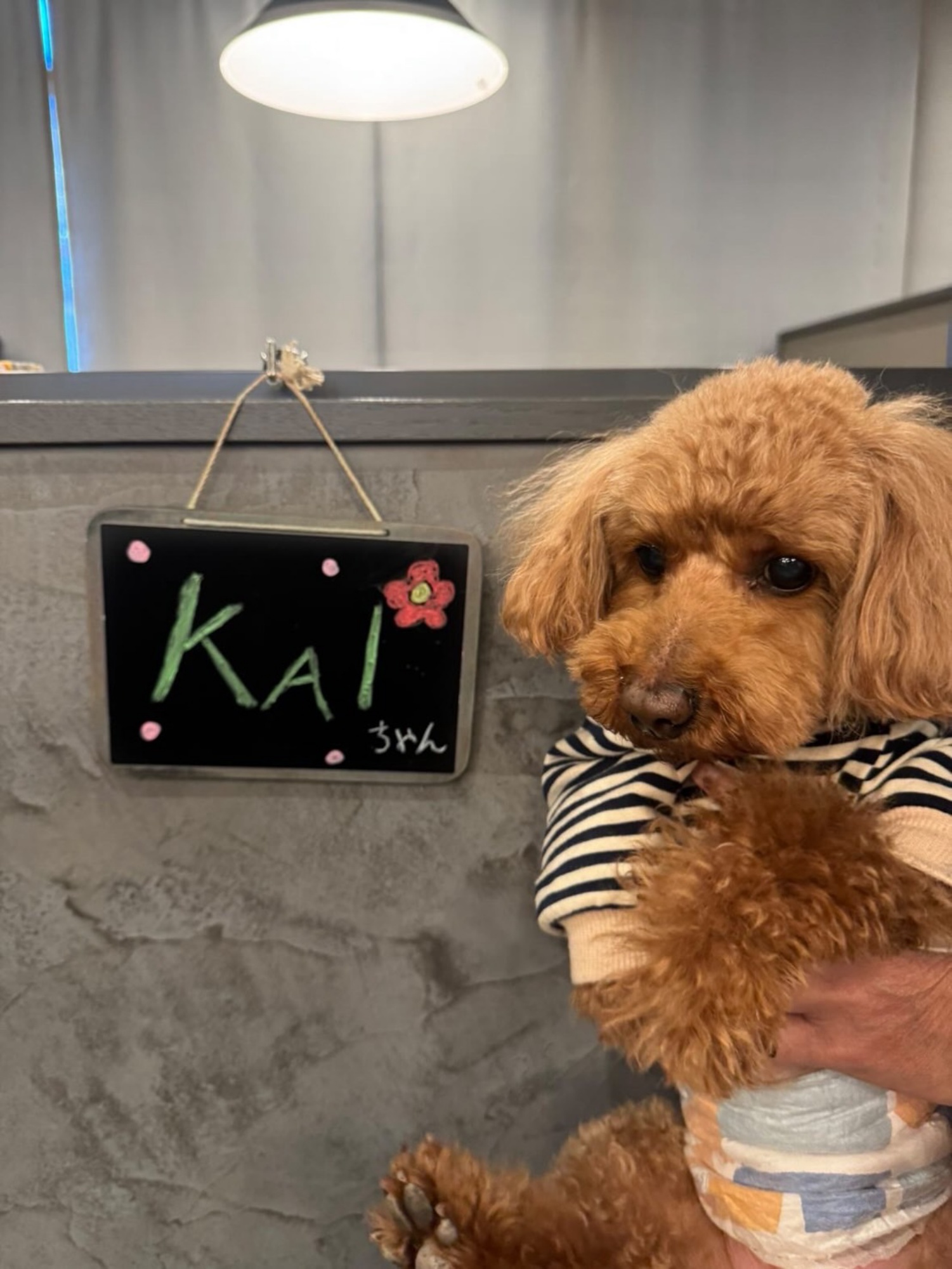 【ご宿泊のお客さま】Kai(カイ)ちゃん。ラウンジのお名前プレートとパシャリ！スタッフの手がきです！