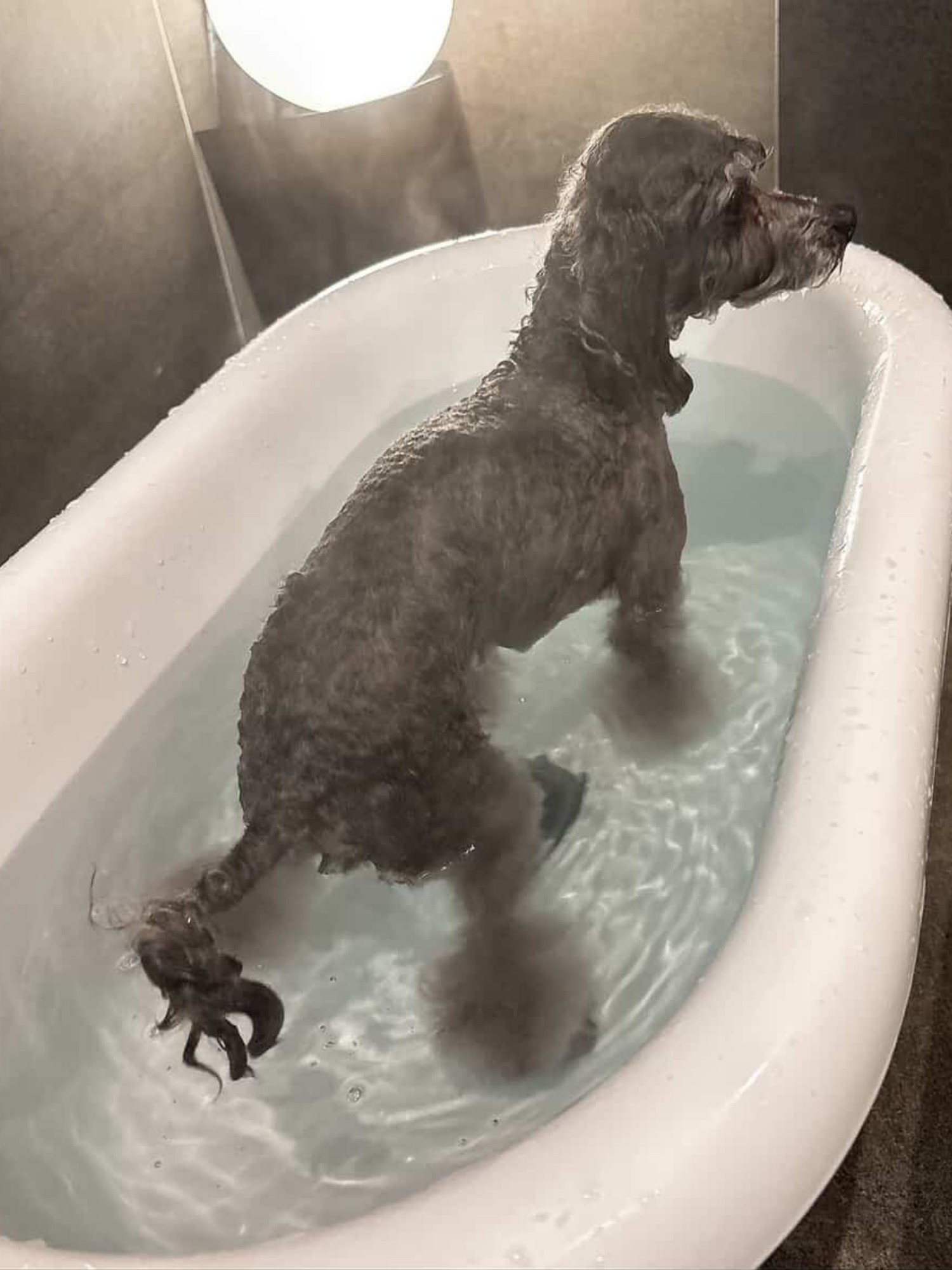 【ご宿泊のお客さま】ギンちゃん