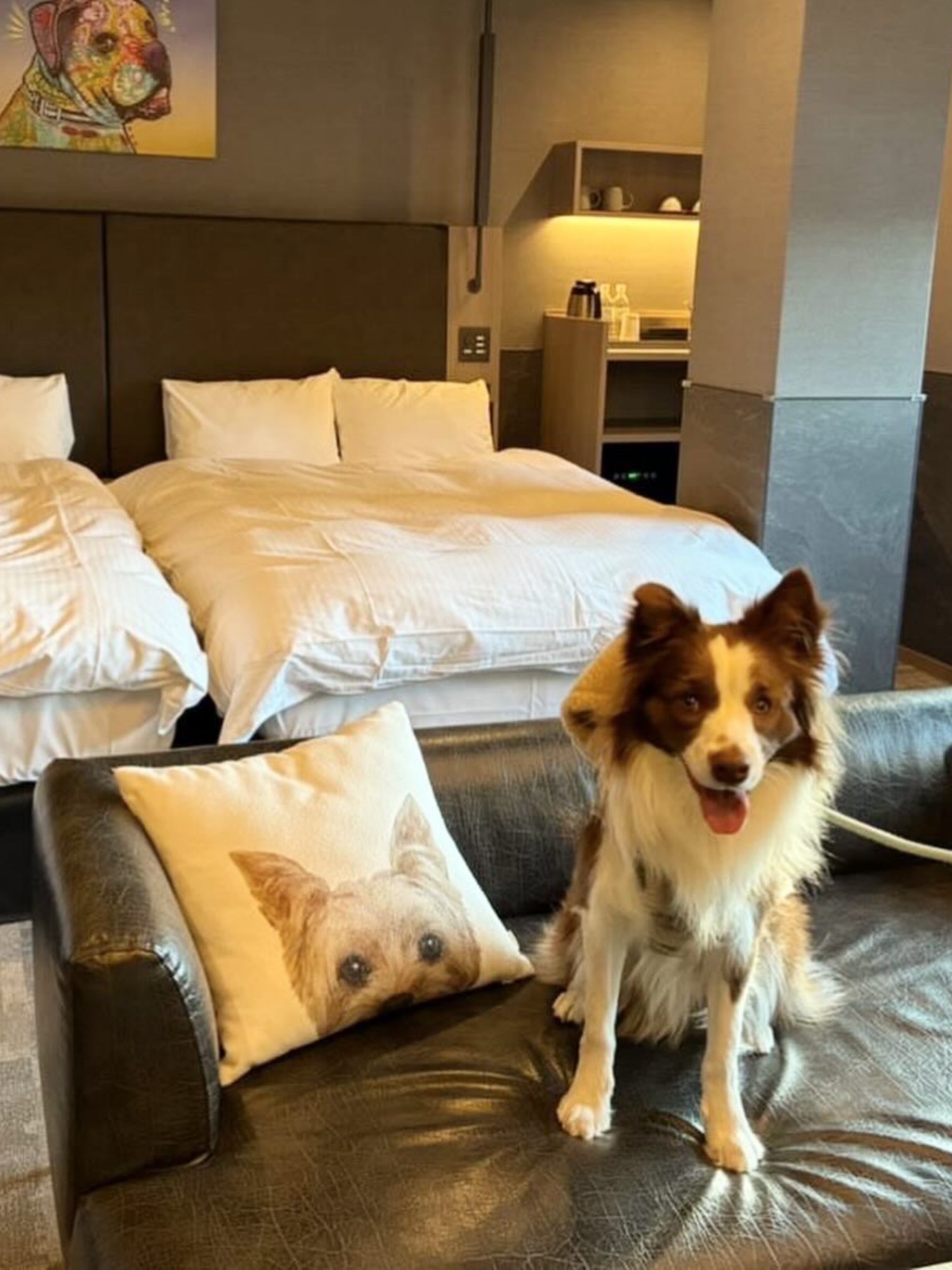 【ご宿泊のお客さま】海ちゃん。中型犬もOKなペロならボーダーコリーちゃんものびのびご滞在できます♪