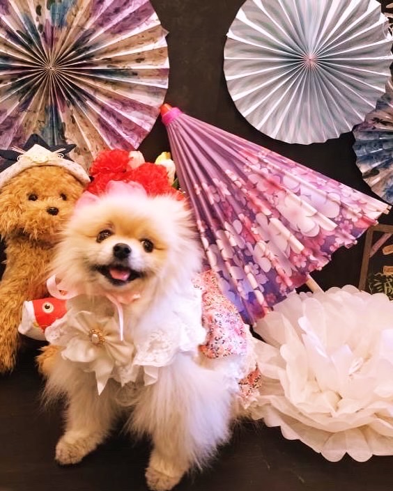 【2025年5月15日ご宿泊のお客さま】ポメラニアンのさちこちゃん