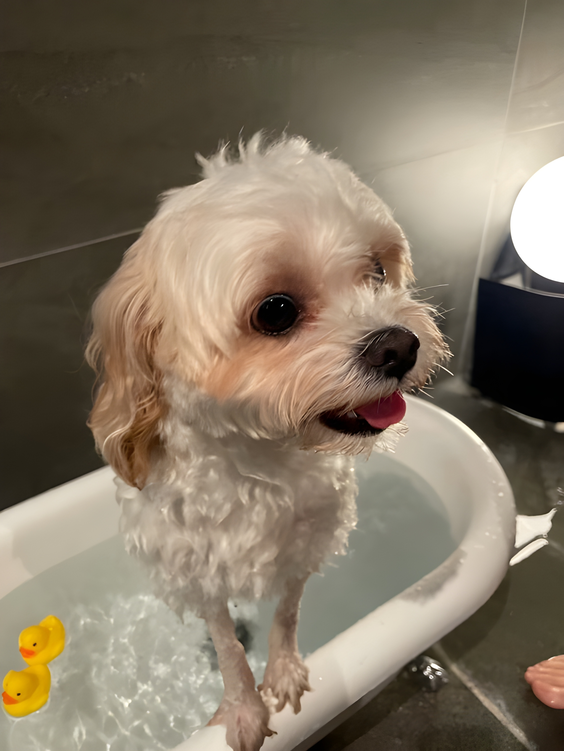 【ご宿泊のお客さま】わさびちゃん。わんちゃん温泉はアヒルさんと一緒に