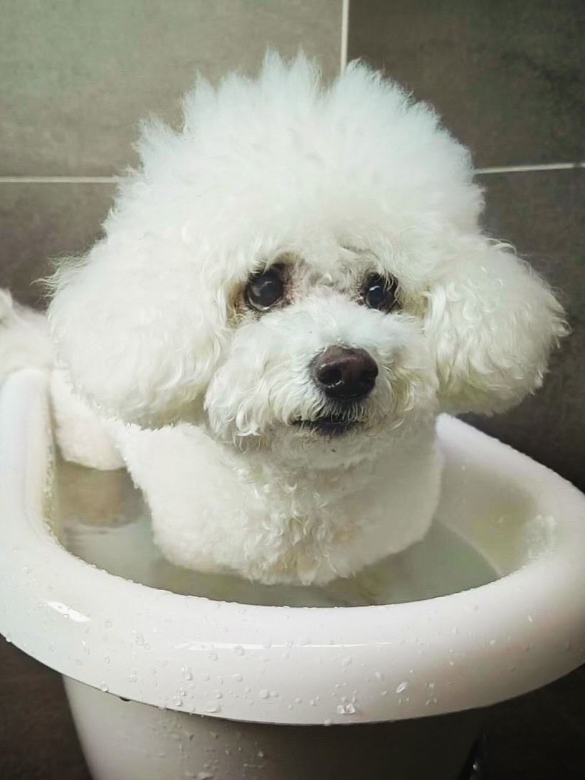 【2025年5月18日ご宿泊のお客さま】温泉に浸かる子分ちゃん