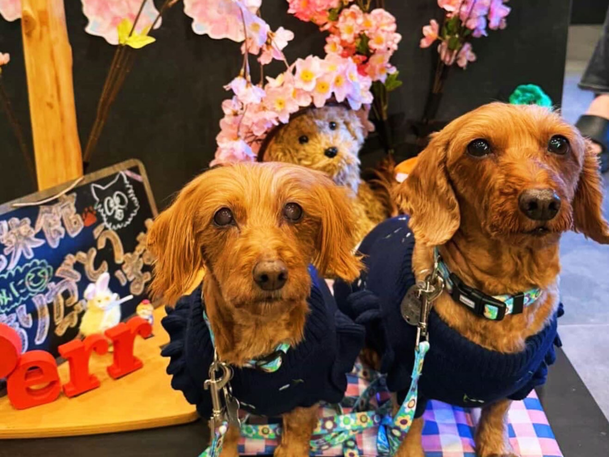 【ご宿泊のお客さま】サラちゃん&モコちゃん、春の風景と一緒にかわいいね